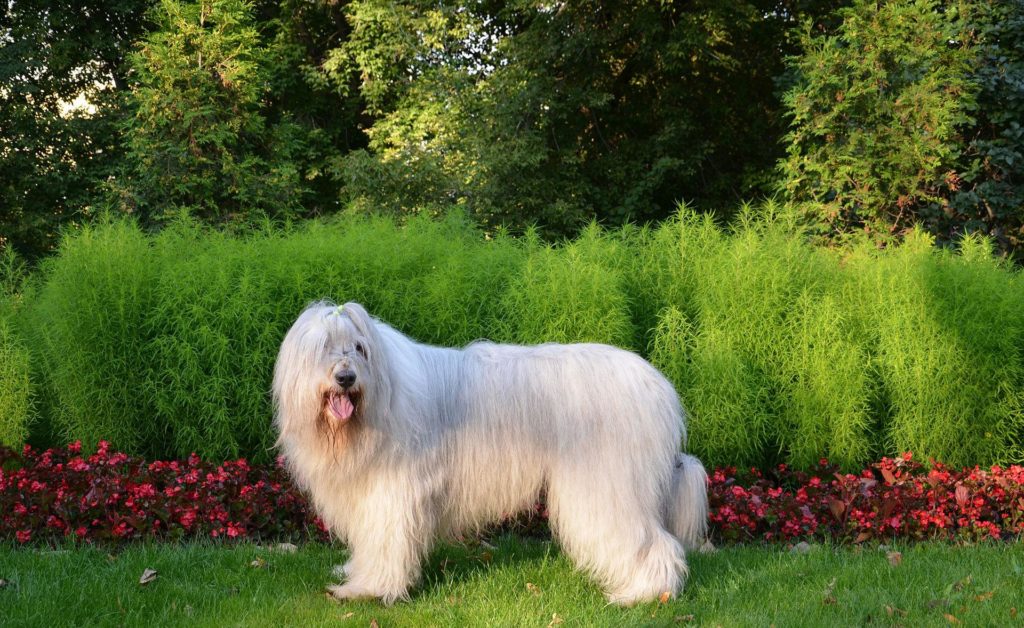 Южнорусская овчарка