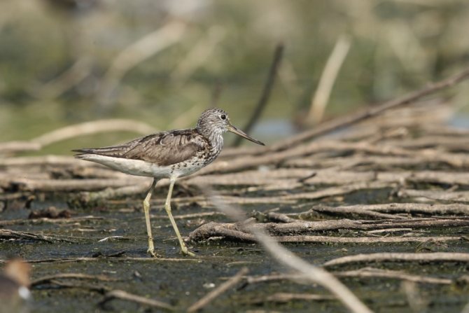 Птицы озёр: описания, названия, виды и особенности