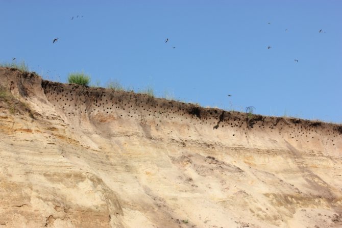 Птицы озёр: описания, названия, виды и особенности