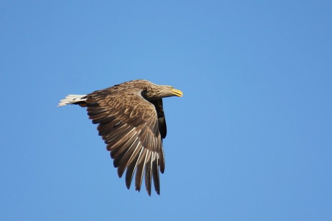 Птицы озёр: описания, названия, виды и особенности