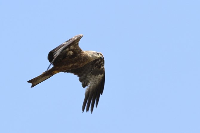 Птицы озёр: описания, названия, виды и особенности