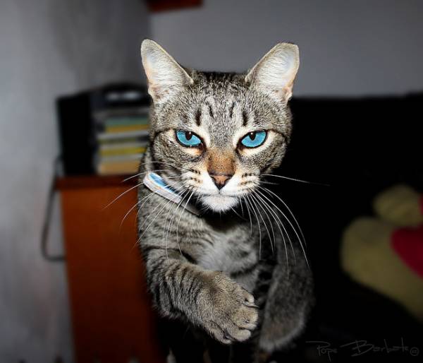 Охос азулес: описание породы кошек, особенности содержания