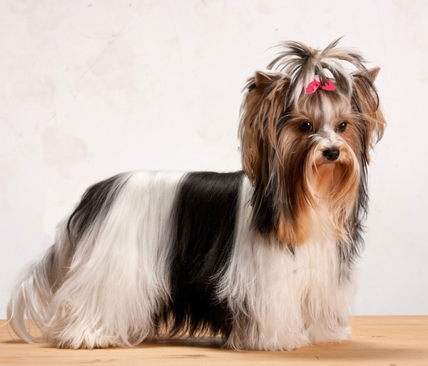 Бивер йоркширский терьер - описание породы и характера, содержание йоркшир бивера