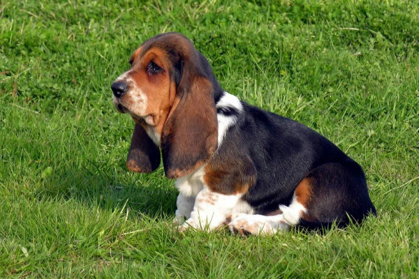 Порода собак Бассет-хаунд: описание, характер, как кормить