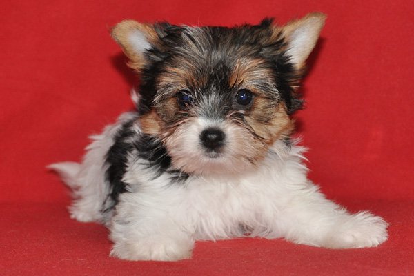 Бивер йоркширский терьер - описание породы и характера, содержание йоркшир бивера