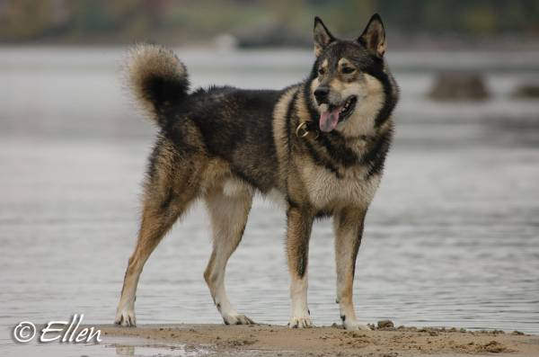 Восточно-сибирская лайка — фото, описание породы собак, характер