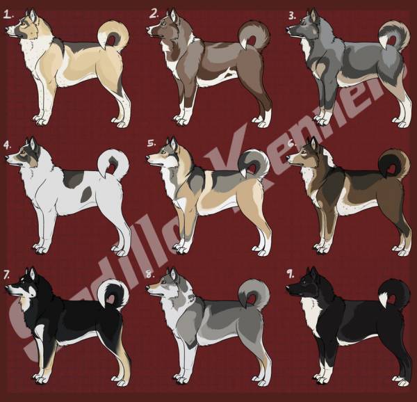 Восточно-сибирская лайка — фото, описание породы собак, характер