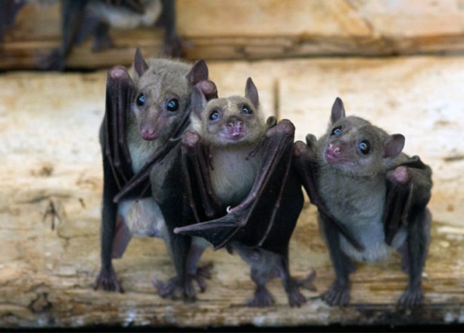Летучая собака - фото животного, чем питается и где обитает, видео и описание