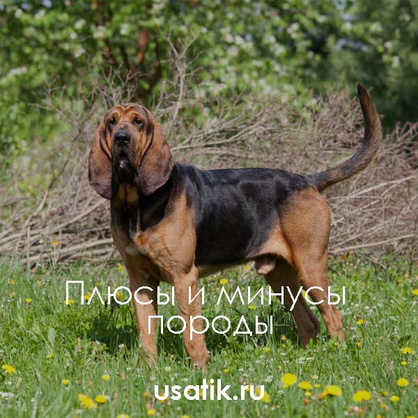 О гончей породе собак бладхаунд: внешность и темперамент