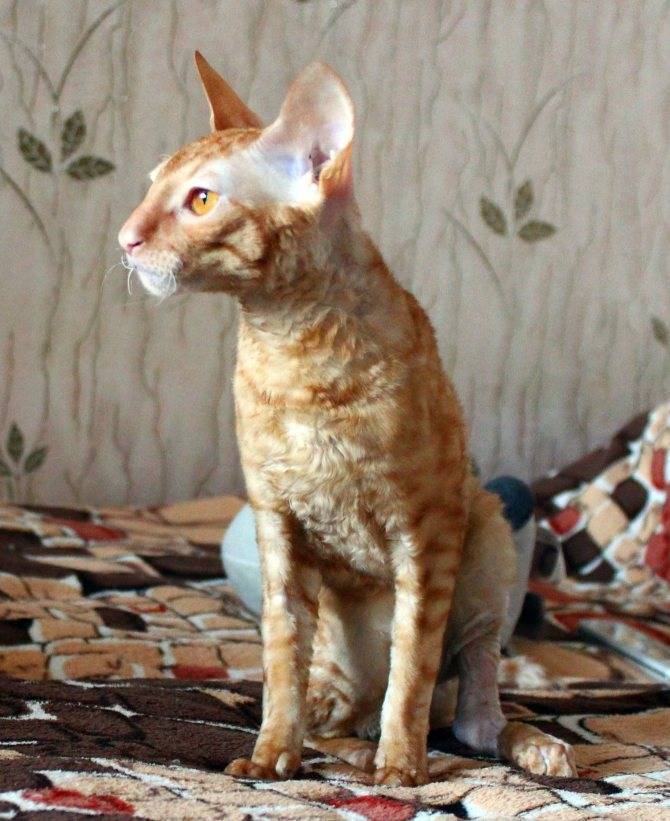Описание породы кошек корниш-рекс: длительность жизни, описание