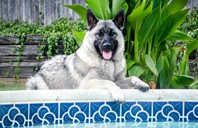 Описание норвежских элкхаундов: внешность и характер скандинавской лосиной лайки