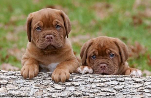 Ландзир: история происхождения, стандарты, характер и поведение, содержание и уход