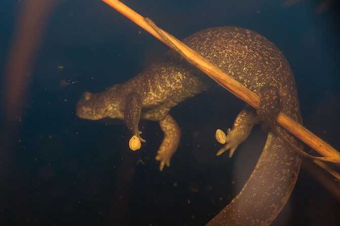 Сибирский углозуб — интересные факты и сведения