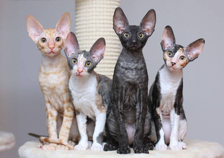 Описание породы кошек корниш-рекс: длительность жизни, описание
