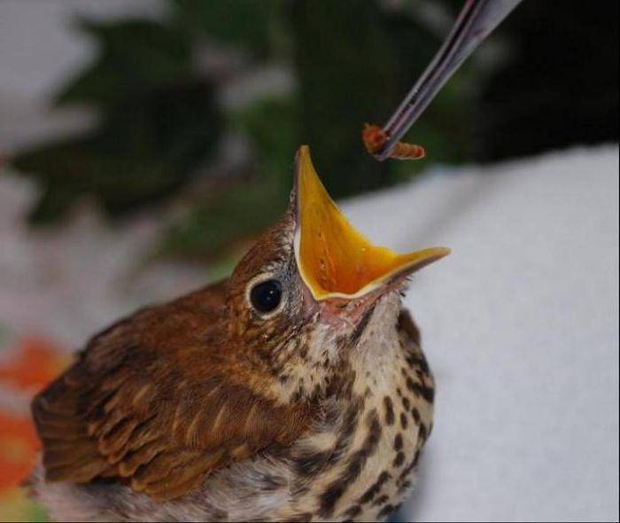 Истинная скорость поля