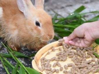 Маленькая декоративная свинка: уход и содержание мини пиги в домашних условиях