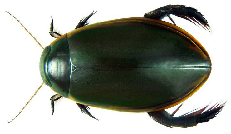 Жук-плавунец: особенности питания и дыхательной системы