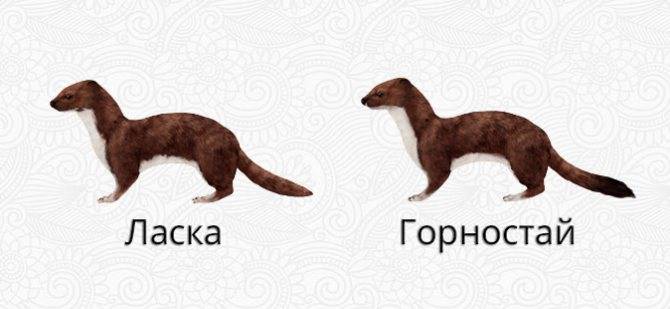 Как выглядит домашний и дикий хорек