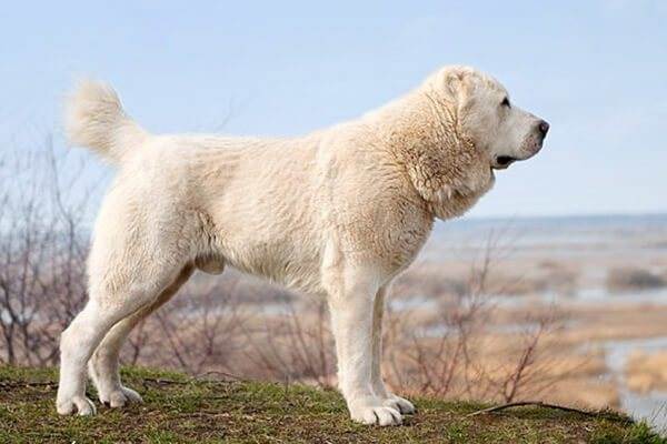 Какие существуют собаки волкодавы: описание русских, немецких и азиатских пород