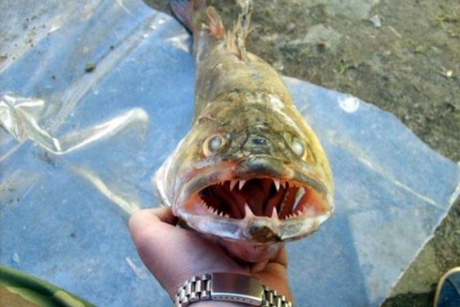 Рыба судак (морская и речная) — где водится, описание, образ жизни, техника ловли