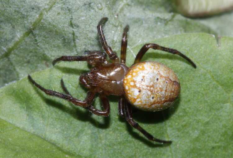 Интересные факты о пауках - анатомия, физиология, размножение, паутина