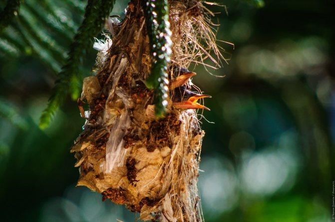Нектарница: интересные факты о птицах