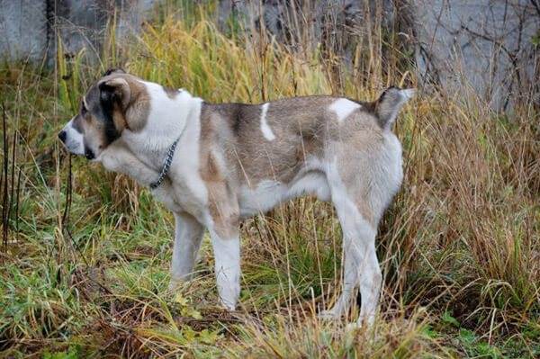 Какие существуют собаки волкодавы: описание русских, немецких и азиатских пород