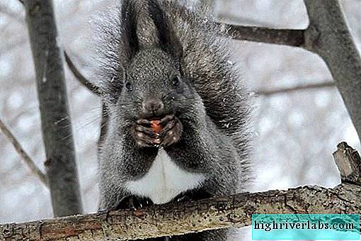 Редкие животные из Красной книги Приморского края — список, характеристика и фото