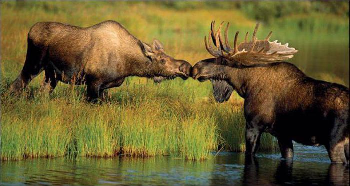 Средний вес лося