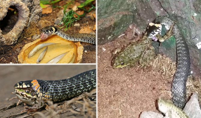 Домашний уж (чем кормить и как содержать в домашних условиях)