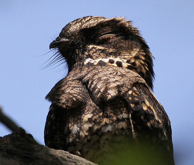 Козодой: образ жизни и среда обитания