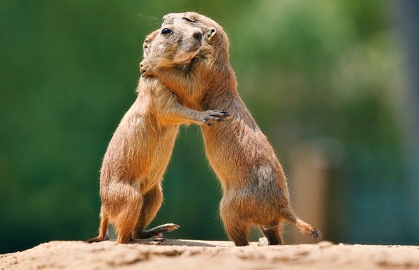 Суслик: описание, где живут, сколько живут, что едят