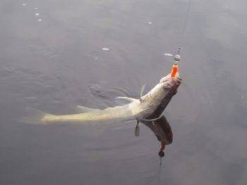 Рыба судак (морская и речная) — где водится, описание, образ жизни, техника ловли