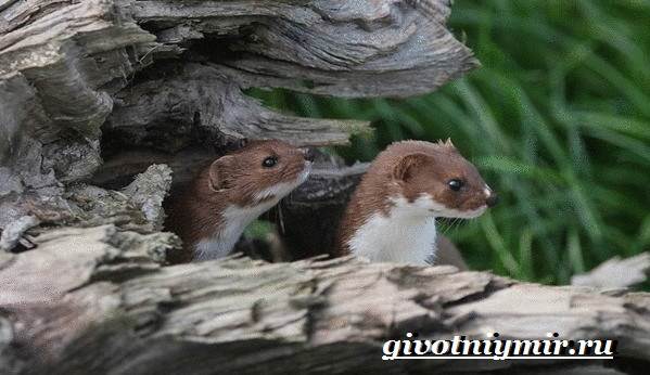 Ласки домашние: уход и содержание