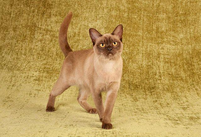 Бурманская короткошерстная кошка: описание породы и характера Бурманская короткошерстная кошка: описание породы и характера