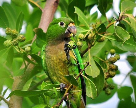 Попугай Аратинга: солнечный, золотой, яндайя, черноголовый