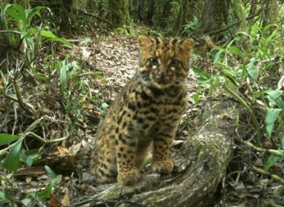 Дикая кошка онцилла: описание внешности и характера, ареал обитания и образ жизни, размножение и численность вида