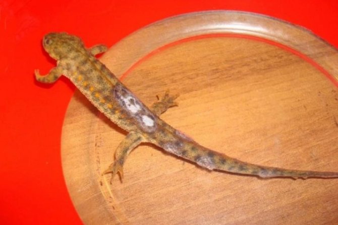 Гребенчатый тритон – особенности содержания в домашних условиях и рекомендации по питанию