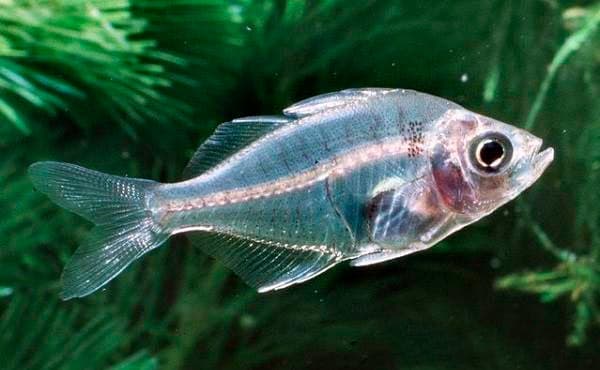 Стеклянный окунь (цветная, индийская, прозрачная, окрашенная аквариумная рыбка чанга ранга): содержание, совместимость, разведение (размножение), фото Стеклянный окунь (цветная, индийская, прозрачная, окрашенная аквариумная рыбка чанга ранга): содержание, совместимость, разведение (размножение), фото