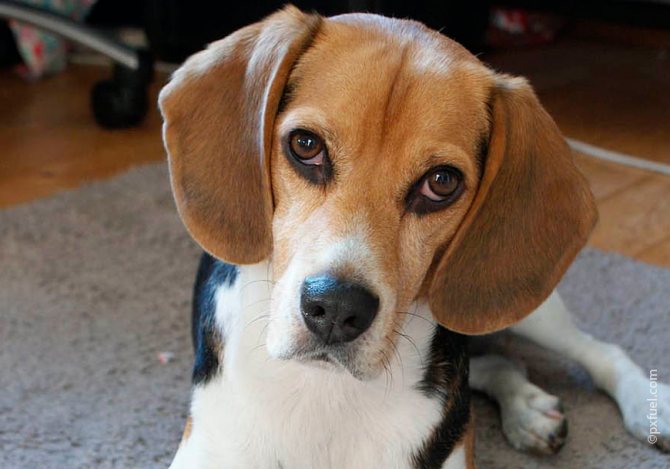 Особенности карликовой и кроличьей разновидности такс