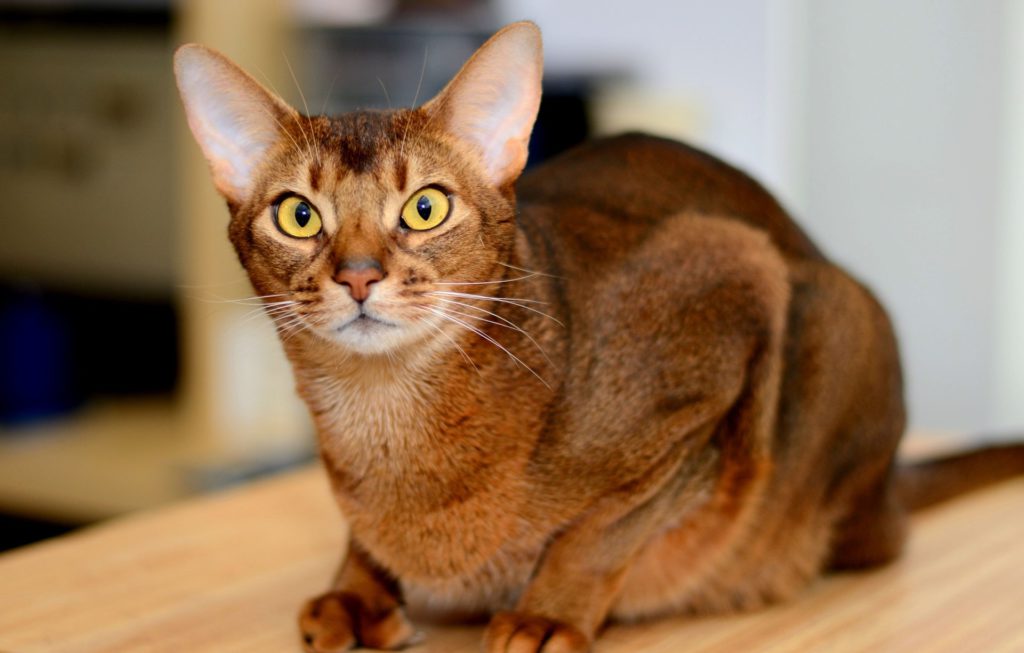 Порода кошек с большими ушами: как называются ушастые лопоухие коты с вытянутой мордой