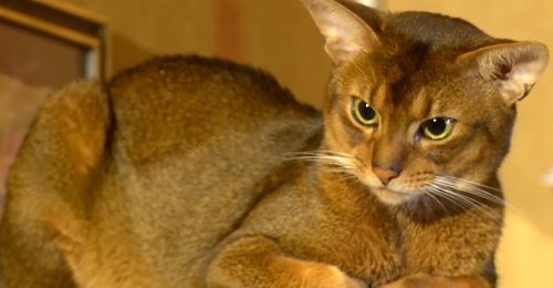 Почему кошки не переносят водные процедуры