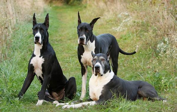 Как выглядят русские, юланские или сарлосские вольфхунды: характеристика породы