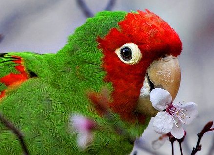 Попугай Аратинга: солнечный, золотой, яндайя, черноголовый