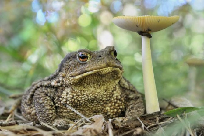 Земляная жаба —  описание, как выглядит и где обитает