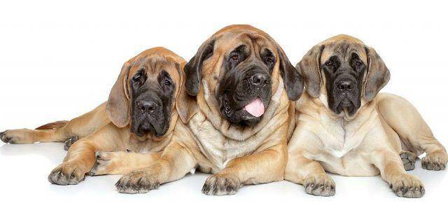 Порода собак датский дог и ее характеристики