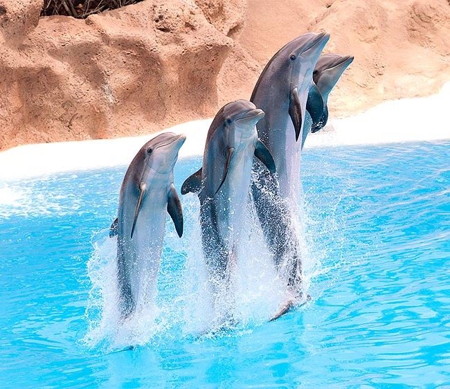 Афалины Tursiops truncates ponticus