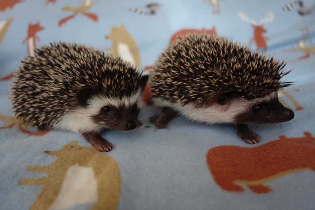 Африканский карликовый ёжик