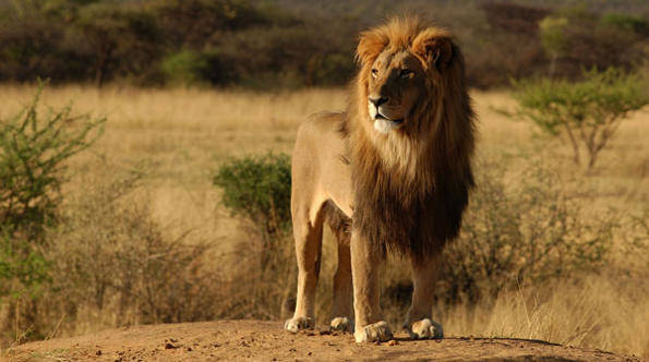 Примеры мимикрии у животных и растений