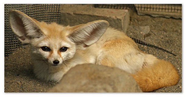 Фенек с африканским ухом.